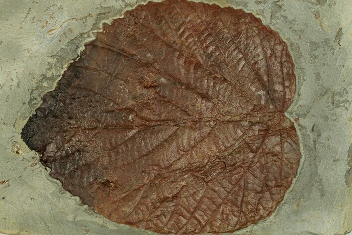 Fossil Leaf (Davidia) - Montana #269358